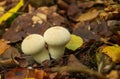 Mushroom in the forest. Lycoperdon perlatum. Royalty Free Stock Photo