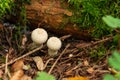 Mushroom in the forest. Lycoperdon perlatum. Royalty Free Stock Photo