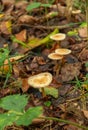 Mushroom in the forest. Lycoperdon perlatum. Royalty Free Stock Photo