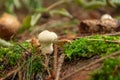 Mushroom in the forest. Lycoperdon perlatum. Royalty Free Stock Photo