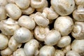 White Mushrooms Royalty Free Stock Photo