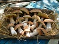 White mushrooms autumn forest nature food clean