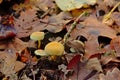 White mushrooms in between dried oak leafs on the forest floor Royalty Free Stock Photo