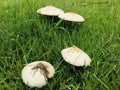 White mushrooms are blooming and growing in the green lawn