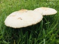 White mushrooms are blooming and growing in the green lawn