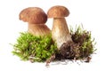 White mushrooms Borovik, mushroom boletus on white background