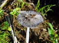 white mushrooms