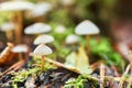 White mushrooms in the forest on the background of grass and pine needles. Nature Background Royalty Free Stock Photo