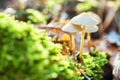 White mushrooms in the forest on the background of grass and pine needles. Nature Background Royalty Free Stock Photo