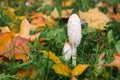 White mushrooms in grass and orange leaves in autumn Royalty Free Stock Photo