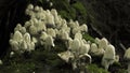 White mushrooms grow from moss-covered logs