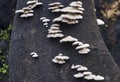 White Splitgill Mushrooms - Schizophyllum commune -Growing on Charred Tree Trunk