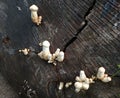 White mushrooms growing on a dark tree trunk