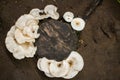 White mushrooms growing on tree stump overhead view Royalty Free Stock Photo