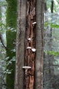 White mushrooms growing on tree