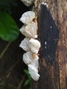 White mushrooms growing on tree trunks