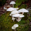 White mushrooms growing on a a treestump