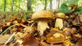 White Mushrooms In Large Plan, Forest, Foliage