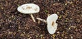 White mushrooms Royalty Free Stock Photo
