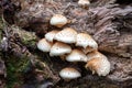 White mushrooms parasites are not edible growing on a fallen tree