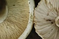 White mushrooms, portobello, champignons inner part detail Royalty Free Stock Photo