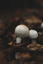 White Mushrooms, small and tiny in autumn leaves Royalty Free Stock Photo