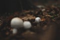 White Mushrooms, small and tiny in autumn leaves Royalty Free Stock Photo