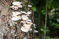 White Mushrooms on Tree Bark Cleaver Woods Park in Trinidad Royalty Free Stock Photo