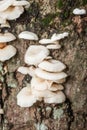 White Mushrooms on Tree Bark Cleaver Woods Park in Trinidad Royalty Free Stock Photo