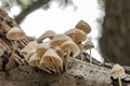 White mushrooms on a tree branch