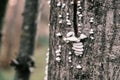 White mushrooms on the tree trunk, Schizophyllum Royalty Free Stock Photo