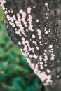 White mushrooms on the tree trunk, Schizophyllum Royalty Free Stock Photo