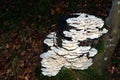 White mushrooms, vegetation in Cadore in Dolomity mountains, Italy Royalty Free Stock Photo