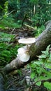White mushrooms in a Vosges forest