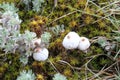 White mushrooms and wild plants, mountain plants and moss, moss, fern plants, poisonous and edible mushrooms, spring plants, Crime