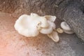 White mushrooms on wood, beautiful food eaten