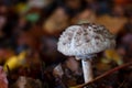 white mushrum among the leaves in the autunm forest Royalty Free Stock Photo