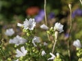 White musk mallow, Malva moschata, cultivar Alba blooming Royalty Free Stock Photo