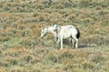 White Mustangs Pair