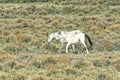 White Mustangs Walking