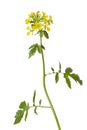 White mustard plant Royalty Free Stock Photo