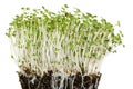 White mustard seedlings in potting compost front view