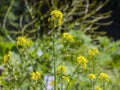 White mustard (Sinapis alba)