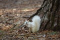 White Mutation of the Eastern Gray Squirrel Royalty Free Stock Photo