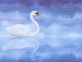 White mute swan Royalty Free Stock Photo