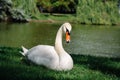 White mute swan basking on green grass near lake or pond on sunny day. Cygnus olor in city park. Closeup Royalty Free Stock Photo