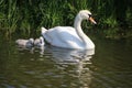white mute swan with 2 chicks in the water at a ditch in Boskoop, the Netherlands Royalty Free Stock Photo