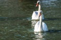 White Mute swan couple (Cygnus olor) swim around their pond on a late summer morning in Ontario, Canada. Royalty Free Stock Photo