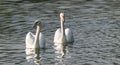 White Mute swan couple (Cygnus olor) swim around their pond on a late summer morning in Ontario, Canada. Royalty Free Stock Photo