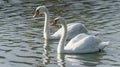 White Mute swan couple (Cygnus olor) swim around their pond on a late summer morning in Ontario, Canada. Royalty Free Stock Photo